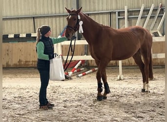 Oldenburger Springpferd, Wallach, 5 Jahre, 164 cm, Fuchs