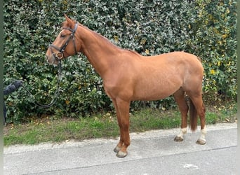 Oldenburger Springpferd, Wallach, 5 Jahre, 164 cm, Fuchs