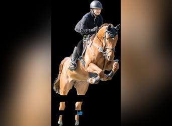 Oldenburger Springpferd, Wallach, 5 Jahre, 164 cm, Fuchs