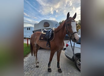 Oldenburger Springpferd, Wallach, 5 Jahre, 164 cm, Rabicano