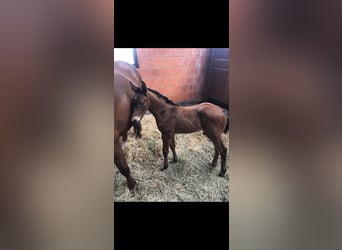 Oldenburger Springpferd, Wallach, 5 Jahre, 165 cm, Brauner