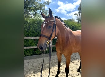 Oldenburger Springpferd, Wallach, 5 Jahre, 165 cm, Brauner