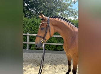 Oldenburger Springpferd, Wallach, 5 Jahre, 165 cm, Brauner