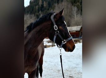 Oldenburger Springpferd, Wallach, 5 Jahre, 165 cm, Dunkelbrauner