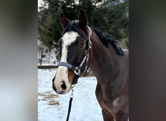 Oldenburger Springpferd, Wallach, 5 Jahre, 165 cm, Dunkelbrauner