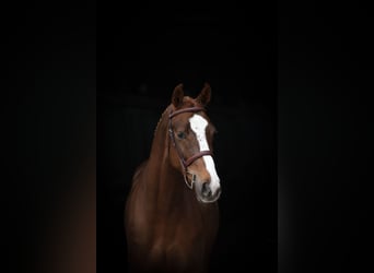 Oldenburger Springpferd, Wallach, 5 Jahre, 165 cm, Fuchs