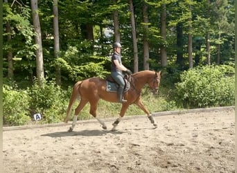 Oldenburger Springpferd, Wallach, 5 Jahre, 165 cm, Fuchs