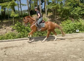 Oldenburger Springpferd, Wallach, 5 Jahre, 165 cm, Fuchs