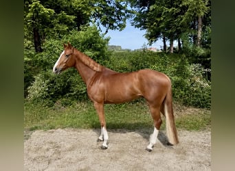 Oldenburger Springpferd, Wallach, 5 Jahre, 165 cm, Fuchs