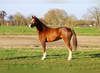 Oldenburger Springpferd, Wallach, 5 Jahre, 165 cm, Fuchs