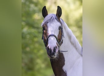Oldenburger Springpferd, Wallach, 5 Jahre, 165 cm, Schecke