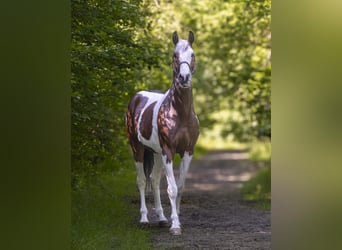 Oldenburger Springpferd, Wallach, 5 Jahre, 165 cm, Schecke