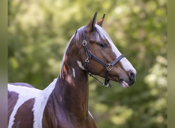 Oldenburger Springpferd, Wallach, 5 Jahre, 165 cm, Schecke
