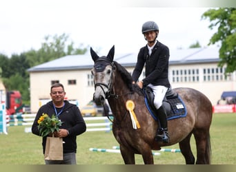 Oldenburger Springpferd, Wallach, 5 Jahre, 166 cm, Apfelschimmel