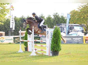 Oldenburger Springpferd, Wallach, 5 Jahre, 166 cm, Apfelschimmel
