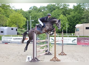 Oldenburger Springpferd, Wallach, 5 Jahre, 166 cm, Apfelschimmel
