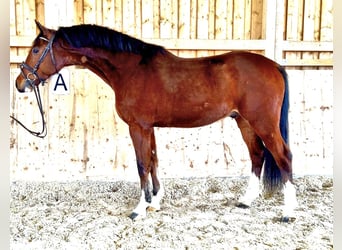 Oldenburger Springpferd, Wallach, 5 Jahre, 166 cm, Brauner