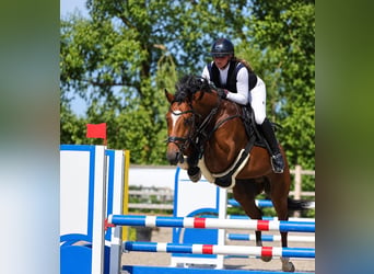 Oldenburger Springpferd, Wallach, 5 Jahre, 166 cm, Brauner