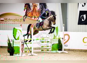 Oldenburger Springpferd, Wallach, 5 Jahre, 166 cm, Brauner