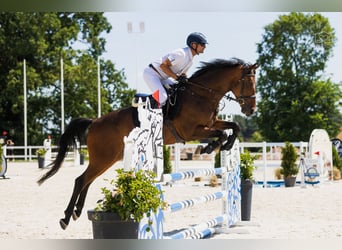 Oldenburger Springpferd, Wallach, 5 Jahre, 166 cm, Brauner