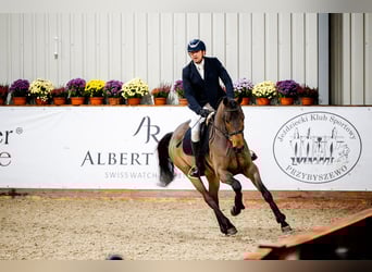 Oldenburger Springpferd, Wallach, 5 Jahre, 166 cm, Brauner