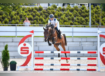 Oldenburger Springpferd, Wallach, 5 Jahre, 166 cm, Brauner