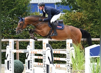 Oldenburger Springpferd, Wallach, 5 Jahre, 166 cm, Brauner