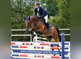Oldenburger Springpferd, Wallach, 5 Jahre, 166 cm, Brauner