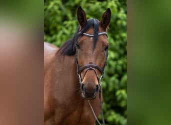 Oldenburger Springpferd, Wallach, 5 Jahre, 166 cm, Brauner