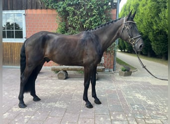 Oldenburger Springpferd, Wallach, 5 Jahre, 166 cm, Schwarzbrauner