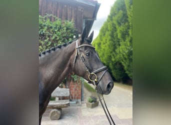 Oldenburger Springpferd, Wallach, 5 Jahre, 166 cm, Schwarzbrauner
