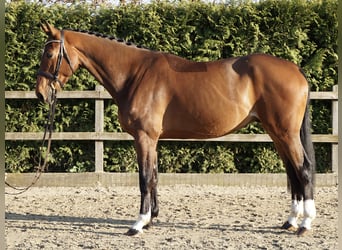 Oldenburger Springpferd, Wallach, 5 Jahre, 167 cm, Brauner