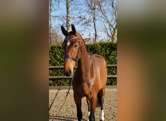 Oldenburger Springpferd, Wallach, 5 Jahre, 167 cm, Brauner