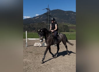 Oldenburger Springpferd, Wallach, 5 Jahre, 167 cm, Rappschimmel