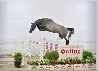 Oldenburger Springpferd, Wallach, 5 Jahre, 167 cm, Rappschimmel