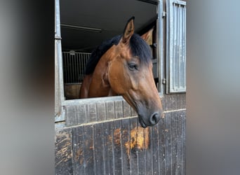 Oldenburger Springpferd, Wallach, 5 Jahre, 168 cm, Brauner