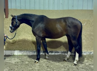 Oldenburger Springpferd, Wallach, 5 Jahre, 168 cm, Brauner