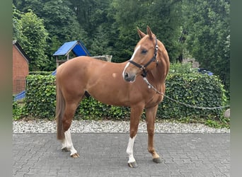 Oldenburger Springpferd, Wallach, 5 Jahre, 168 cm, Fuchs