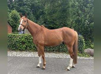 Oldenburger Springpferd, Wallach, 5 Jahre, 168 cm, Fuchs