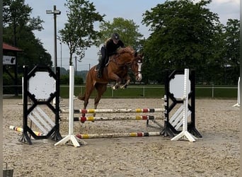 Oldenburger Springpferd, Wallach, 5 Jahre, 168 cm, Fuchs