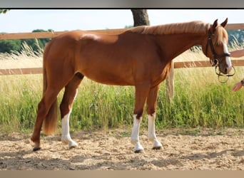 Oldenburger Springpferd, Wallach, 5 Jahre, 168 cm, Fuchs