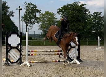 Oldenburger Springpferd, Wallach, 5 Jahre, 168 cm, Fuchs