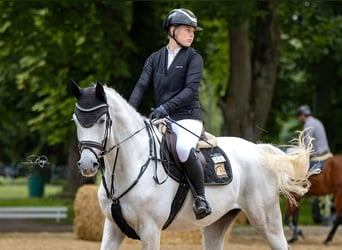 Oldenburger Springpferd, Wallach, 5 Jahre, 168 cm, Schimmel