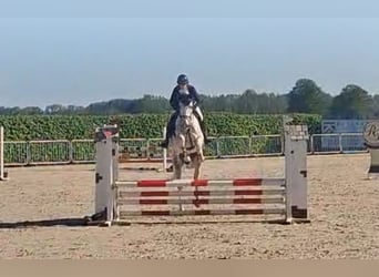 Oldenburger Springpferd, Wallach, 5 Jahre, 168 cm, Schimmel
