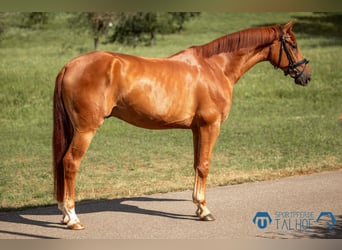 Oldenburger Springpferd, Wallach, 5 Jahre, 168 cm