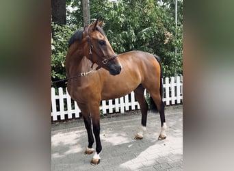 Oldenburger Springpferd, Wallach, 5 Jahre, 169 cm, Brauner