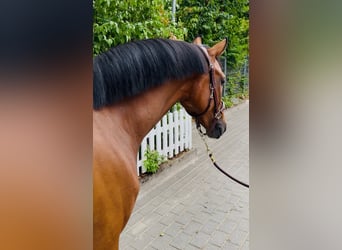 Oldenburger Springpferd, Wallach, 5 Jahre, 169 cm, Brauner