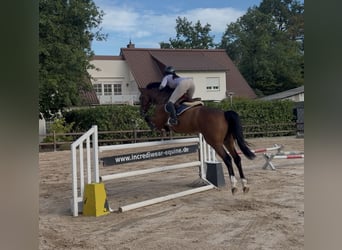 Oldenburger Springpferd, Wallach, 5 Jahre, 169 cm, Brauner