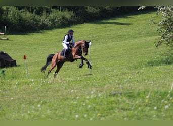 Oldenburger Springpferd, Wallach, 5 Jahre, 169 cm, Brauner
