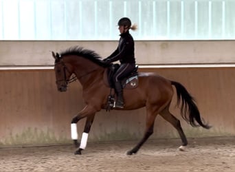 Oldenburger Springpferd, Wallach, 5 Jahre, 169 cm, Brauner
